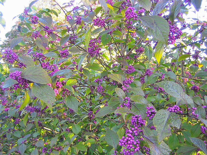 Callicarpa bodinieri ‘Profusion’ – Liebesperlenstrauch oder Schönfrucht