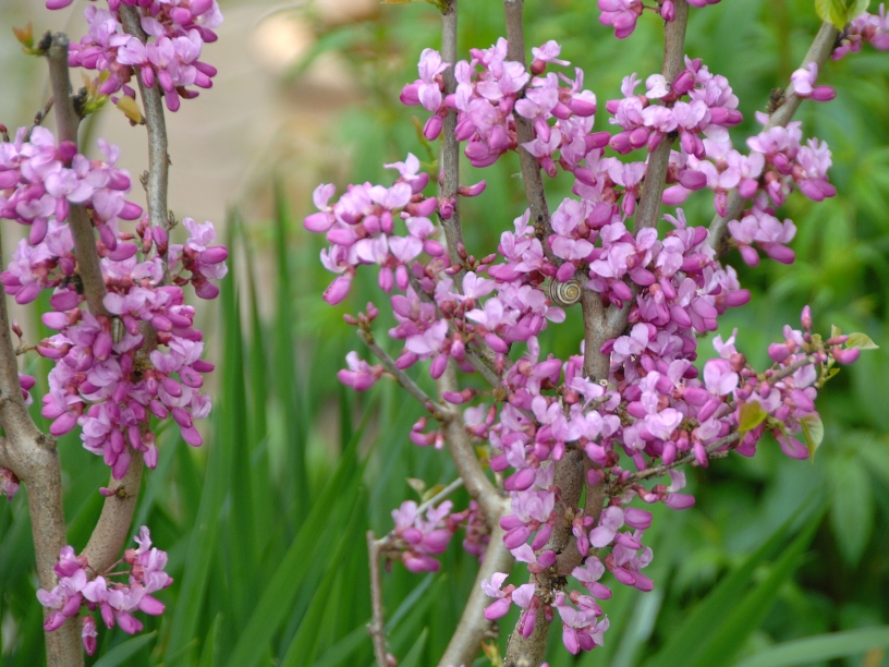 Cercis chinensis ‘Avondale’ – Judasbaum ‘Avondale’