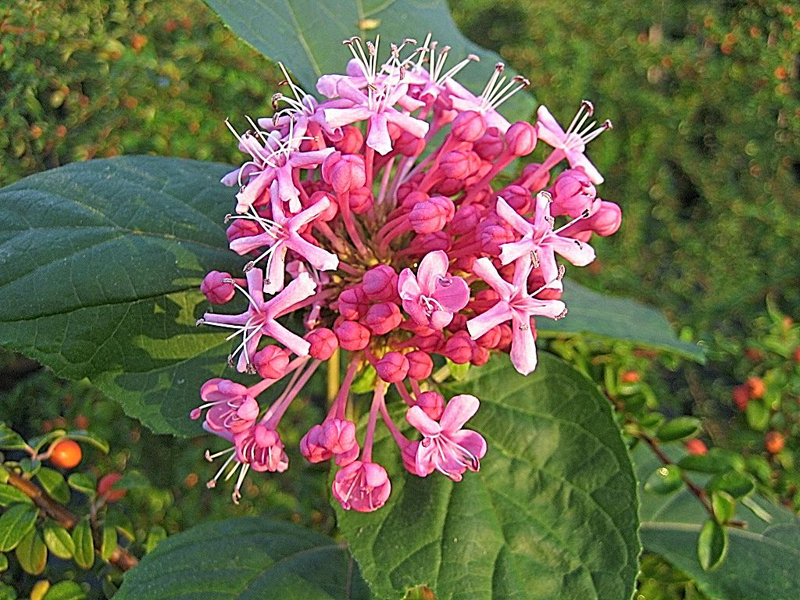 Clerodendrum bungei – Losbaum