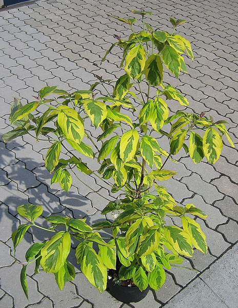 Cornus florida ‘Cherokee Sunset’ / Blumenhartriegel ‘Cherokee Sunset’