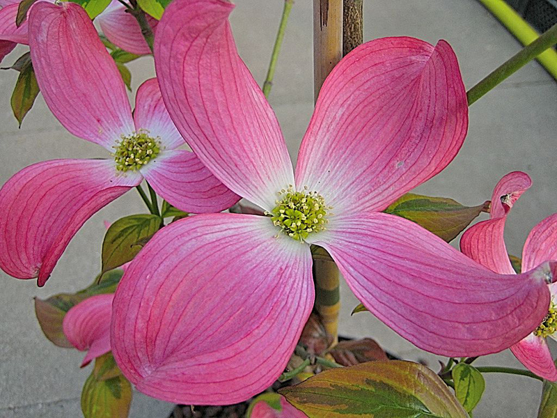 Cornus florida ‘Cherokee Sunset’ – Blumenhartriegel ‘Cherokee Sunset’