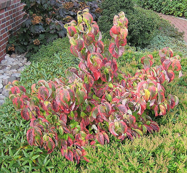 Cornus florida ‘Cherokee Sunset’ / Blumenhartriegel ‘Cherokee Sunset’