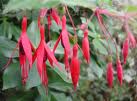 Fuchsia magellanica ‘Gracilis’ – winterharte Fuchsie ‘Gracilis’