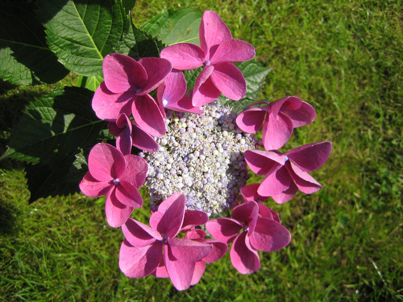 Hydrangea macrophylla ‘Nizza’ – Tellerhortensie ‘Nizza’