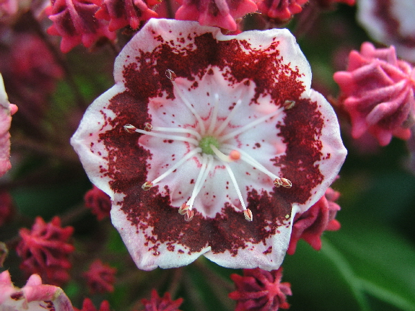 Kalmia latifolia ‘Bandeau’ – breitblättrige Lorbeerrose ‘Bandeau’