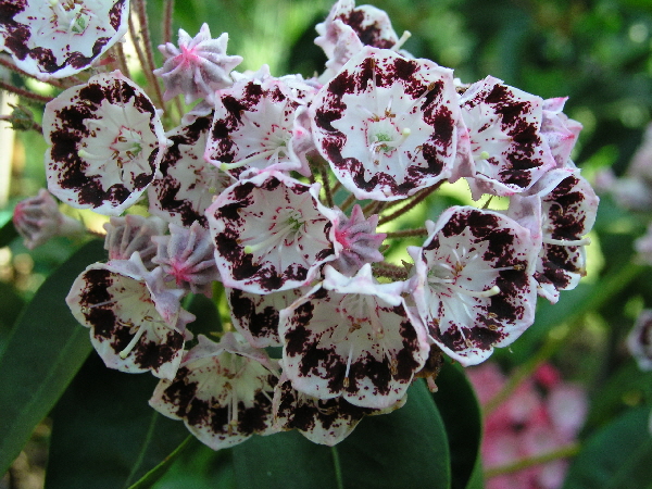 Kalmia latifolia ‘Corona’ – breitblättrige Lorbeerrose ‘Corona’