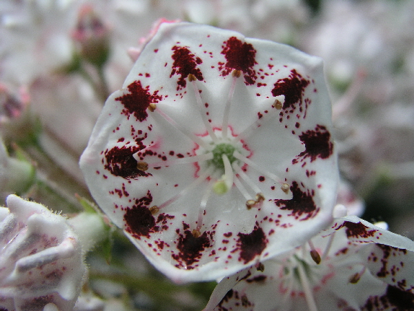 Kalmia latifolia ‘Corona’ / breitblättrige Lorbeerrose ‘Corona’