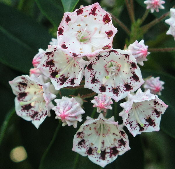 Kalmia latifolia ‘Corona’ / breitblättrige Lorbeerrose ‘Corona’