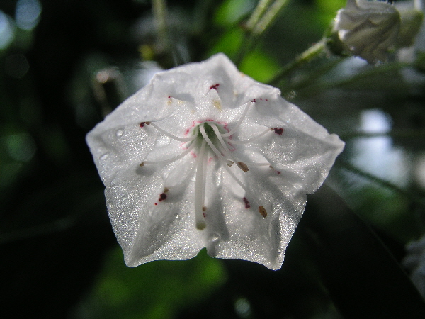 Kalmia latifolia ‘Eskimo’ – breitblättrige Lorbeerrose ‘Eskimo’