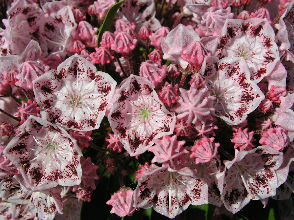 Kalmia latifolia ‘Ginkona’ – breitblättrige Lorbeerrose ‘Ginkona’