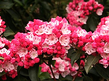 Kalmia latifolia ‘Heart of Fire’ – breitblättrige Lorbeerrose ‘Heart of Fire’