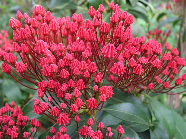 Kalmia latifolia ‘Leuchtfeuer’ – breitblättrige Lorbeerrose ‘Leuchtfeuer’