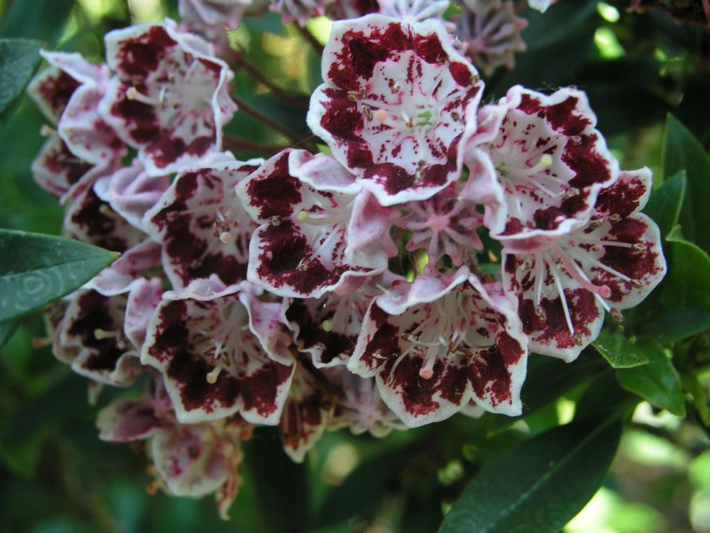 Kalmia latifolia ‘Minuet’ – breitblättrige Lorbeerrose ‘Minuet’