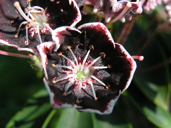 Kalmia latifolia ‘Mitternacht’ – breitblättrige Lorbeerrose ‘Mitternacht’