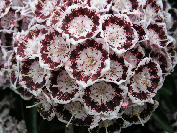 Kalmia latifolia ‘Nani’ – breitblättrige Lorbeerrose ‘Nani’