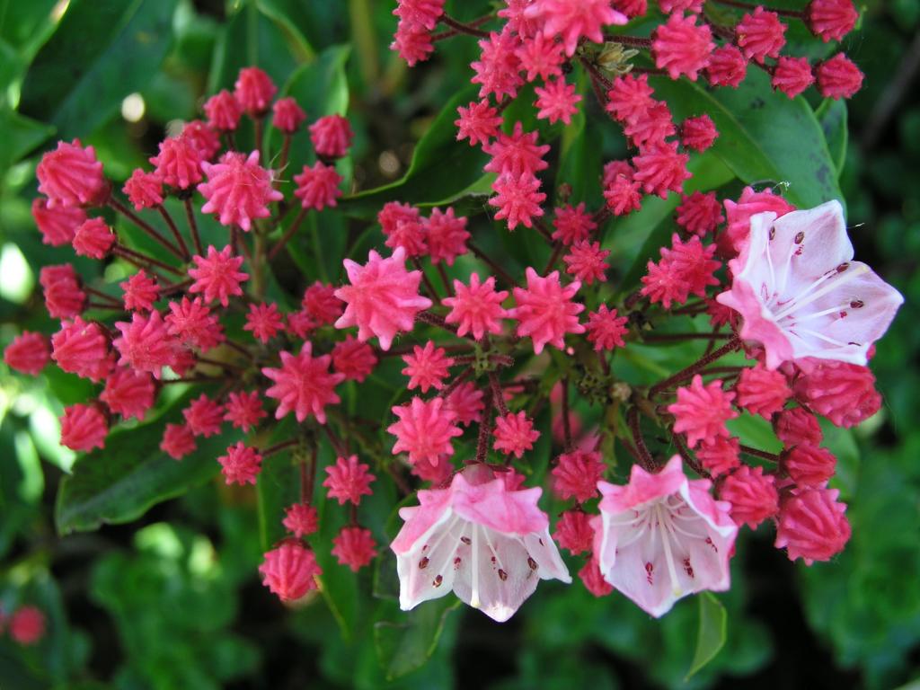 Kalmia latifolia ‘Olympic Fire’ – breitblättrige Lorbeerrose ‘Olympic Fire’