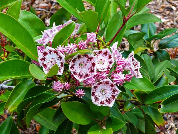 Kalmia latifolia ‘Olympic Wedding’ – breitblättrige Lorbeerrose ‘Olympic Wedding’
