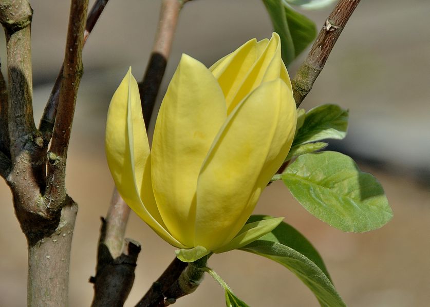Magnolia hybrida ‘Daphne’ – Magnolie ‘Daphne’