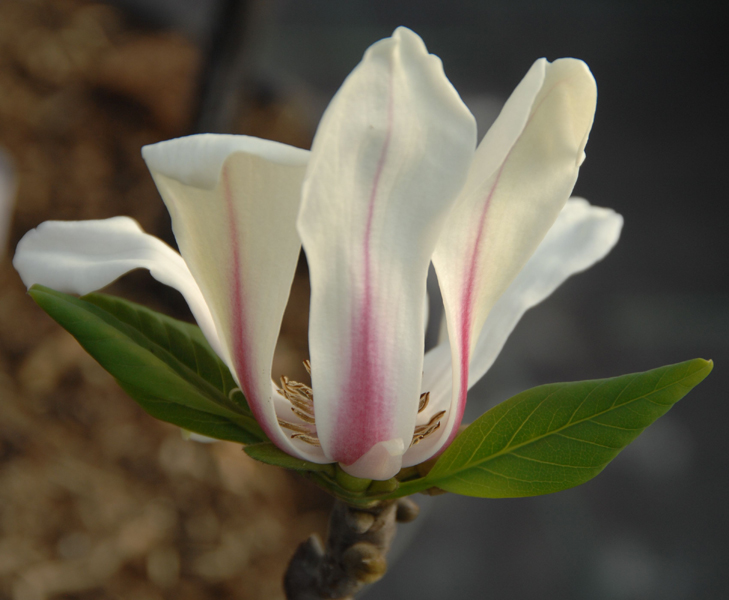 Magnolia hybrida ‘Sunrise’ – Magnolie ‘Sunrise’