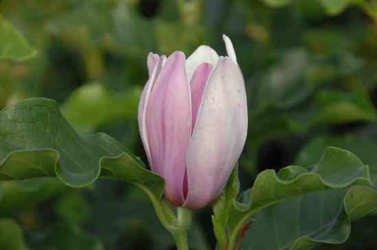Magnolia stellata ‘George Henry Kern’ – Sternmagnolie ‘George Henry Kern’