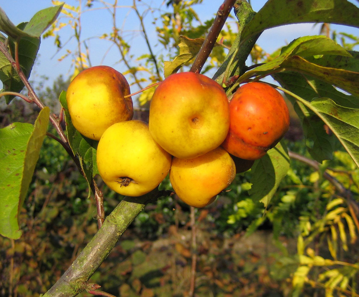 Malus ‘Butterball’ – Zierapfel ‘Butterball’