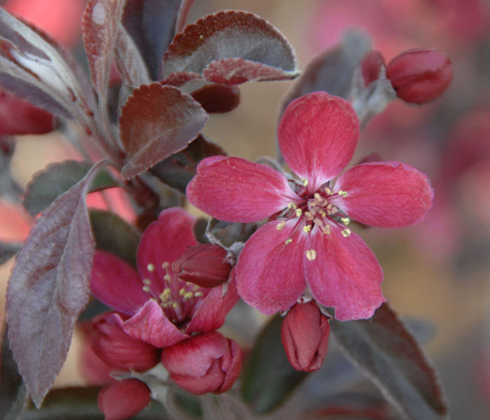 Malus ‘Dark Rosaleen’ – Zierapfel ‘Dark Rosaleen’