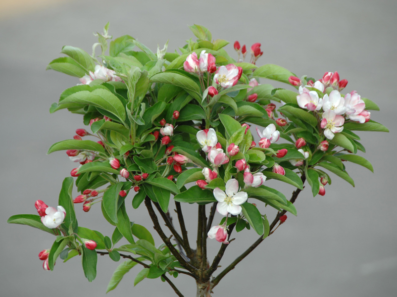 Malus ‘Pomzai’ – Zwerg-Zierapfel ‘Pomzai’