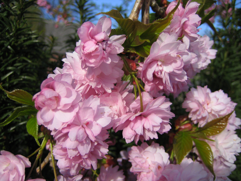 Prunus serrulata ‘Kiku-Shidare-Zakura’ – hängende Nelkenkirsche
