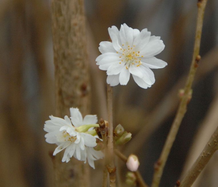 Prunus subhirtella ‘Autumnalis’ – Zierkirsche ‘Autumnalis’