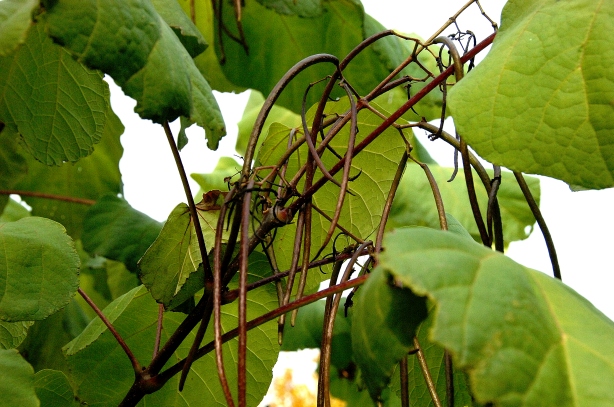Catalpa bignonioides – Trompetenbaum