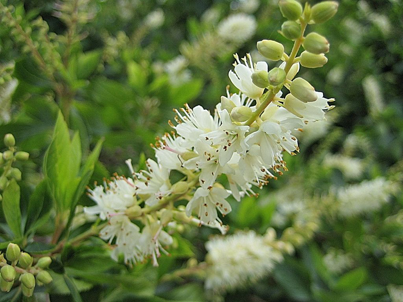 Clethra alnifolia – Scheinerle, Scheineller
