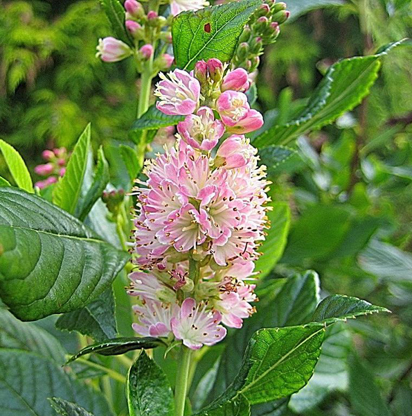 Clethra alnifolia ‘Ruby Spice’ – rotblühende Scheineller