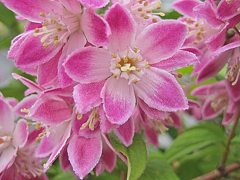 Deutzia Strawberry Fields – Deutzie Strawberry Fields