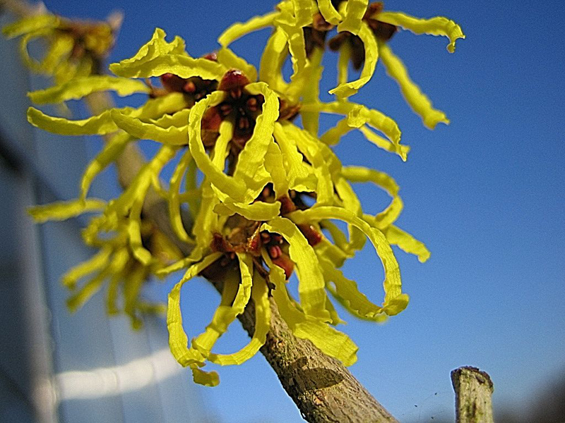 Hamamelis intermedia ‘Arnold Promise’ – Zaubernuss 'Arnold Promise'