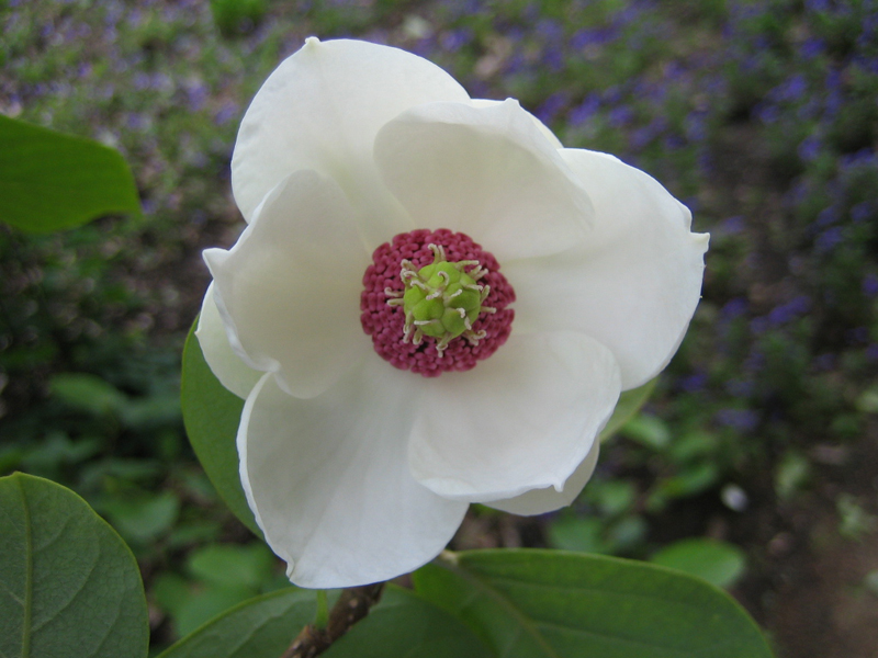 Magnolia sieboldii – Sommermagnolie
