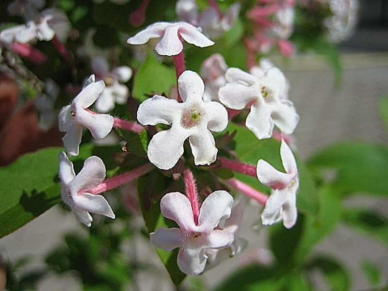 Abelia mosanensis – Koreanische Abelie