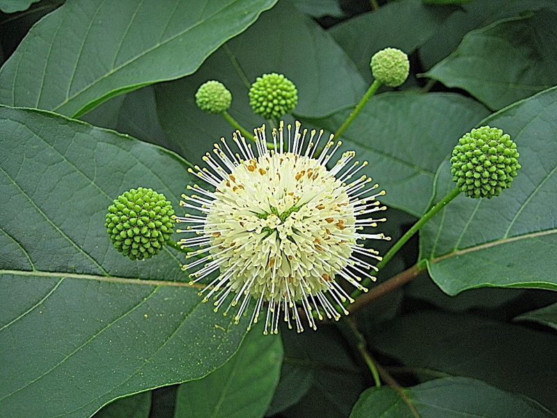 Cephalanthus occidentalis – Knopfbusch