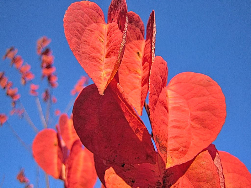 Cercidiphyllum japonicum – Kuchenbaum