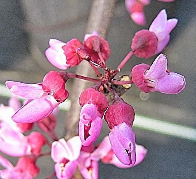 Cercis canadensis ‘Forest Pansy’ – Rotblättriger Judasbaum