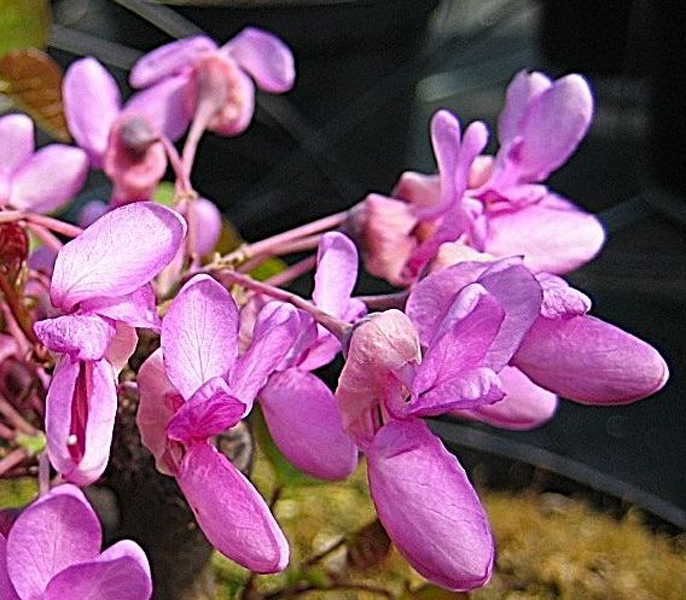 Cercis siliquastrum – Judasbaum
