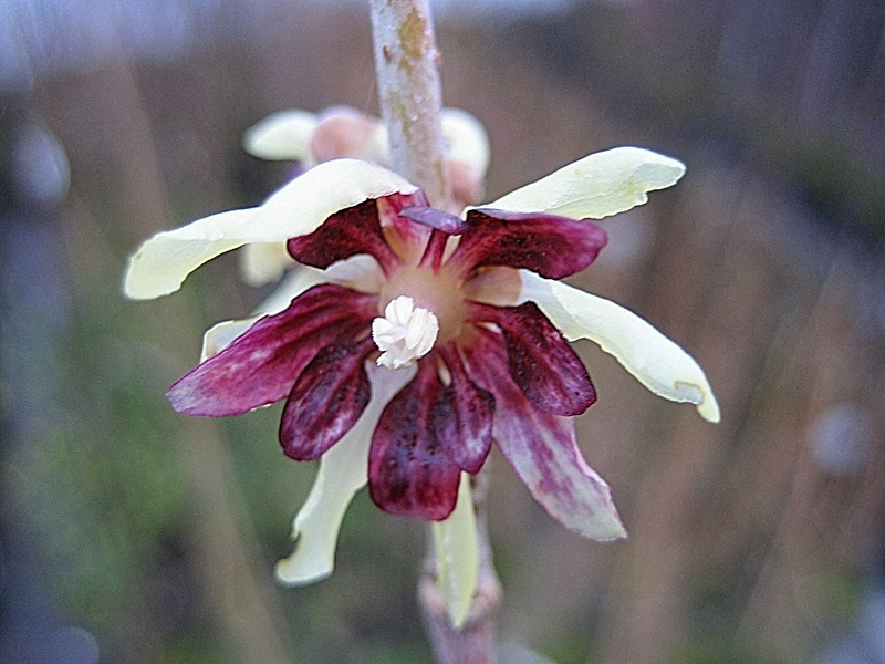 Chimonanthus praecox – Winterblüte