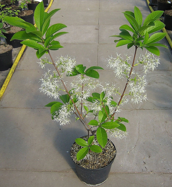 Chionanthus virginicus – Schneeflockenstrauch