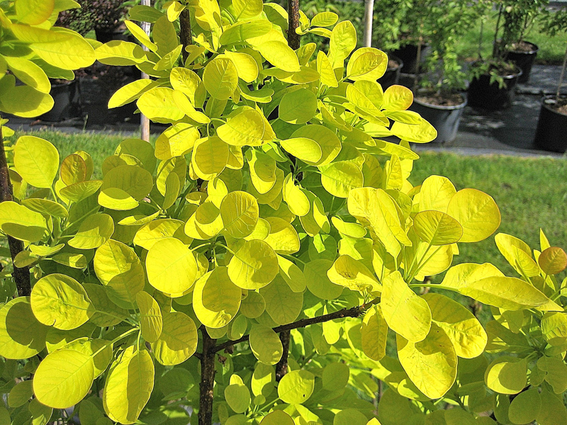 Cotinus coggygria ‘Golden Spirit’ – Gelblaubiger Perückenstrauch