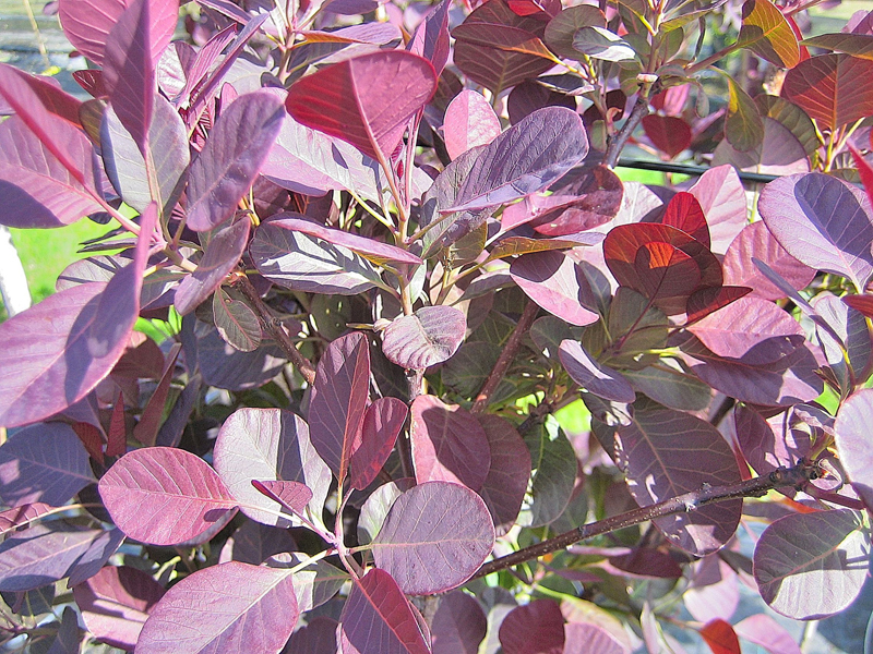 Cotinus coggygria ‘Royal Purple’ – Rotblättriger Perückenstrauch