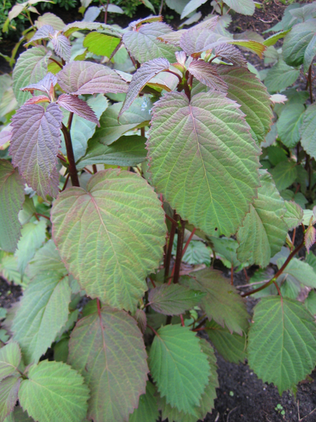 Davidia involucrata vilmoriniana – Taubenbaum