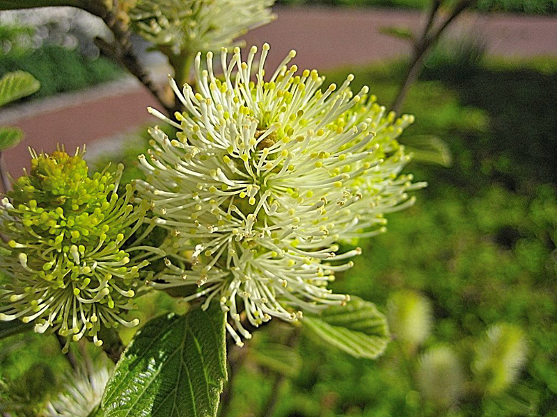 Fothergilla gardenii – Federbuschstrauch