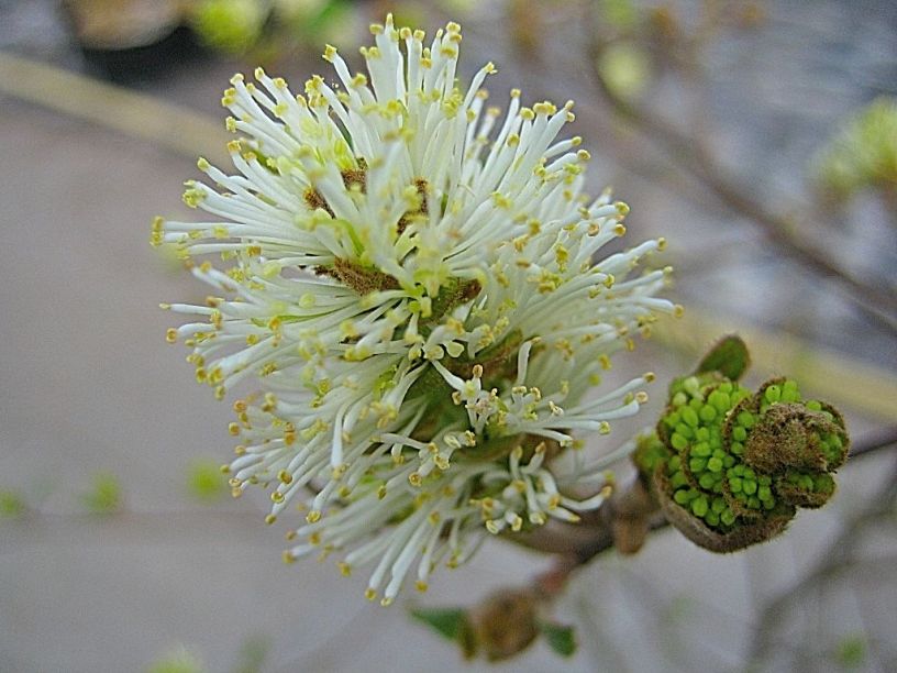 Fothergilla major – Großer Federbuschstrauch