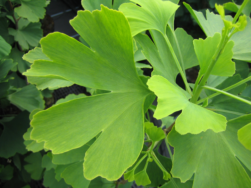 Ginkgo biloba – Fächerblattbaum
