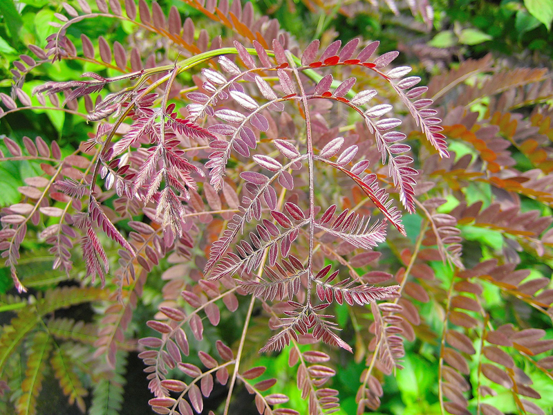 Gleditsia triacanthos ‘Rubylace’ – Rotblättriger Lederhülsenbaum