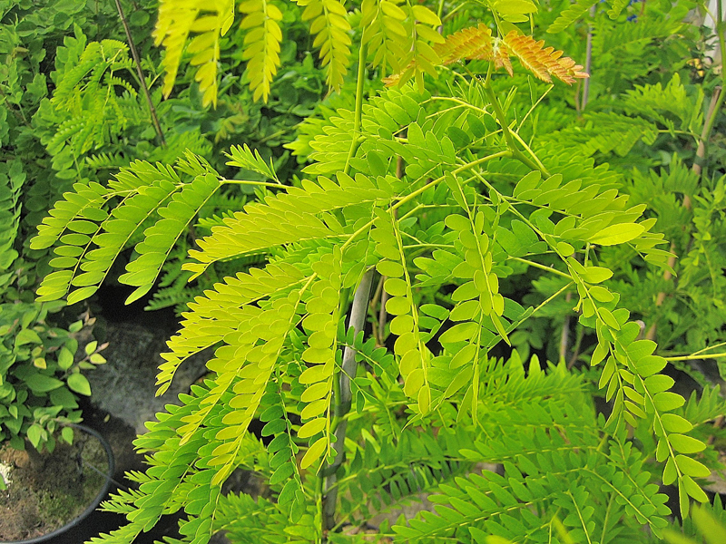 Gleditsia triacanthos ‘Sunburst’ – Gold-Lederhülsenbaum